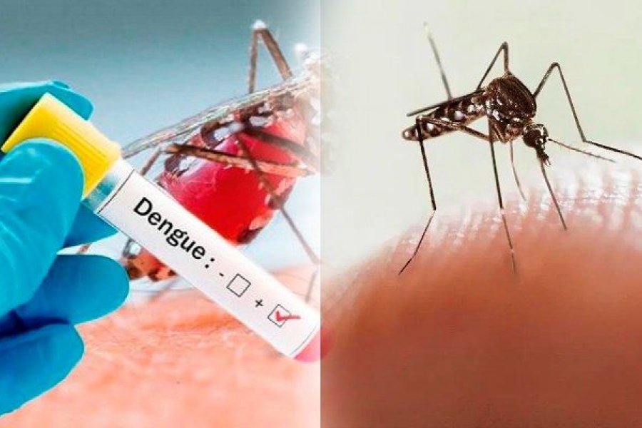 Gualeguaychú es considerado zona endémica de Dengue por circulación autóctona